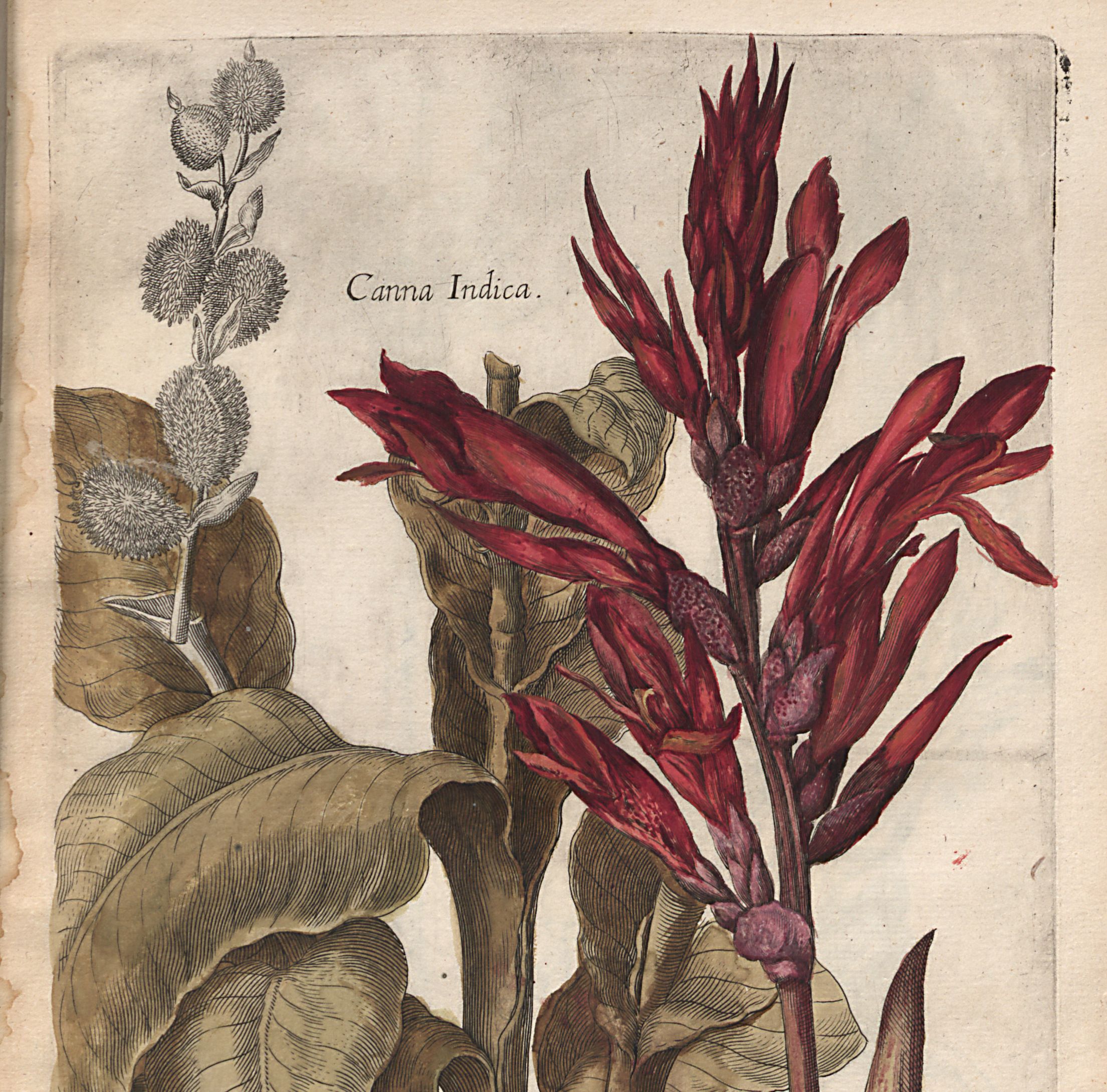 Vorschaubild Sammlung Naturkunde